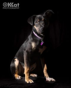 Pet portrait photographer's dog, black dog with brown/white paws wearing purple collar against black background.