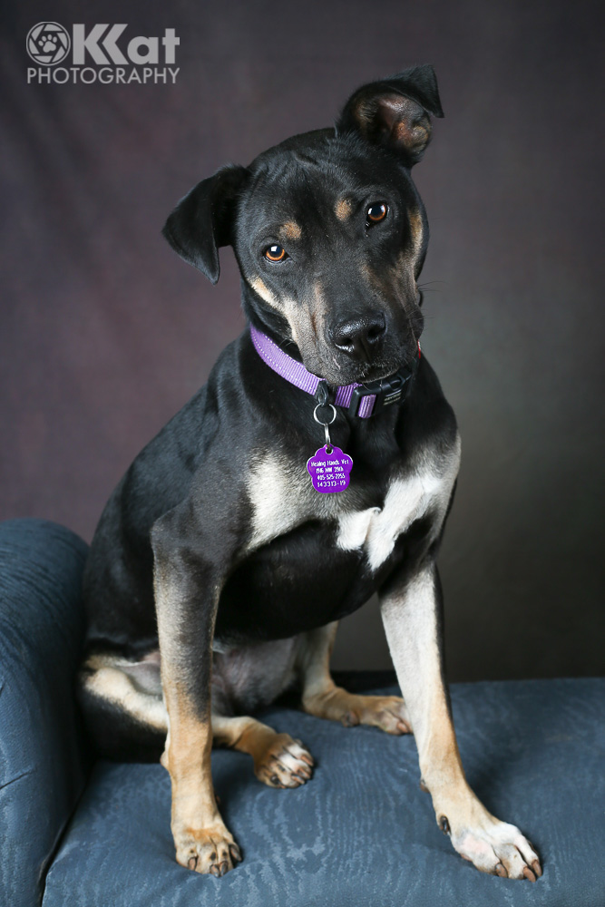 Black dog with tan markings sitting on a blue lounger in front of a dark purple backdrop. Head is tilted to the left and wearing a purple collar and tag.