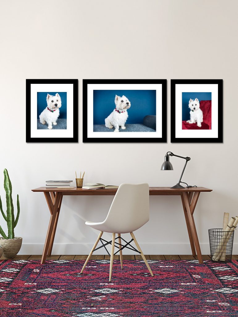 Small wooden desk with a single white chair rest on a primarily red rug.  There's a wastebasket to the right and a cactus plant to the right.  On the wall above the desk are three black-framed, white-matted images of a white dog on a blue, or blue and red background.