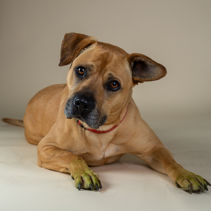 Brown dog with a black snout, one ear raised, and one flopped, is laying on a cream colored background.