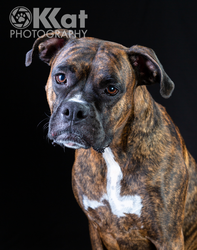 Black background.  Brindle boxer with white blaze on chest, and slight head tilt to the right.