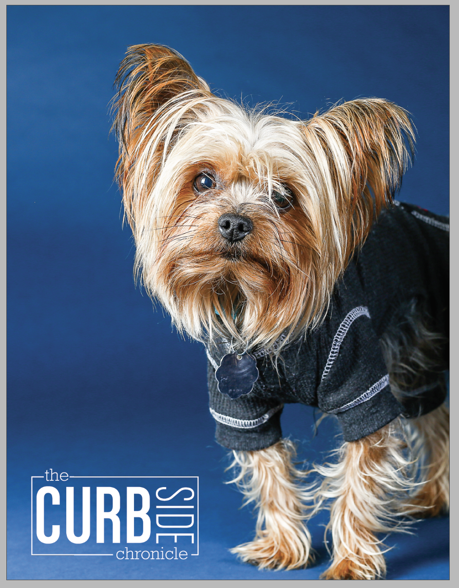 Light brown yorkshire terrier wearing a blue sweater, all against a blue background. The Curbside Chronicle logo is in the bottom left corner in white.