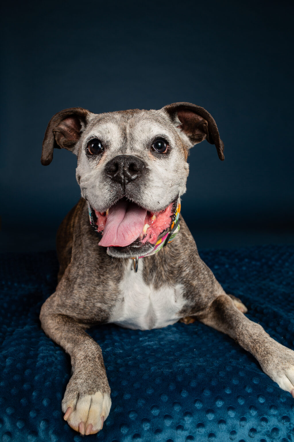 White faced brindle boxer breed dog laying down facing the viewer with pink tongue hanging out slightly to the left, against a dark blue background.