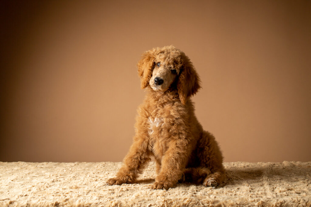 Brown fluffy poodle puppy sits with head cocked to the left, on a light brown textured "floor" against a darker brown background.