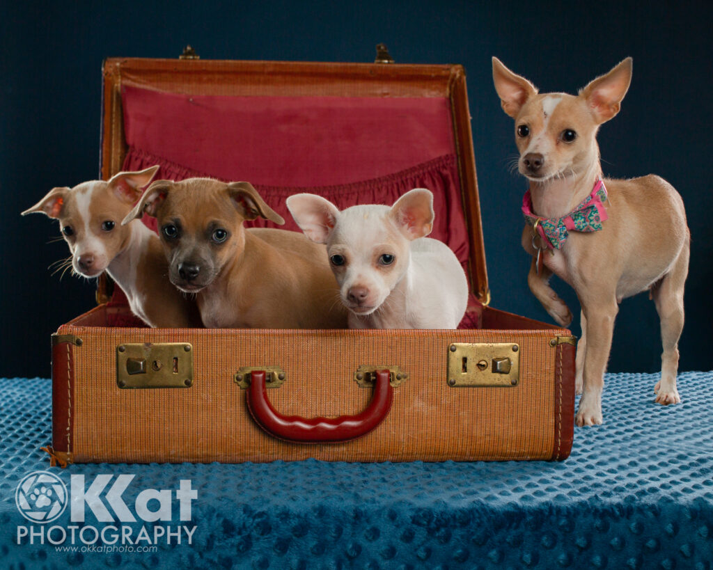 Three small chihuahua mix puppies standing in an antique brown suitcase with a red handle and red interior.  Tan and white mama chihuahua standing left of the suitcase with one paw slightly raised.  All on a blue background.
