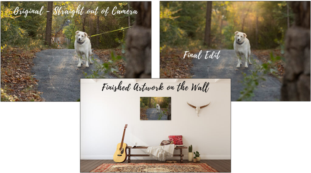 Three images in a triangle.  Upper left image is of a dog in a park on a leash.  Upper right is same image with the leash removed.  Bottom center image is that picture hanging on a white wall above a bench.