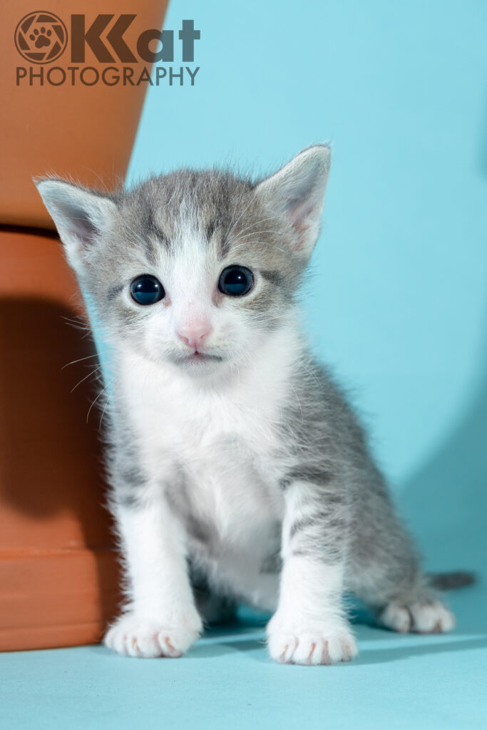 Small white and grey tabby kitten sitting next to a terra cotta pot bigger than she is. Light blue background.