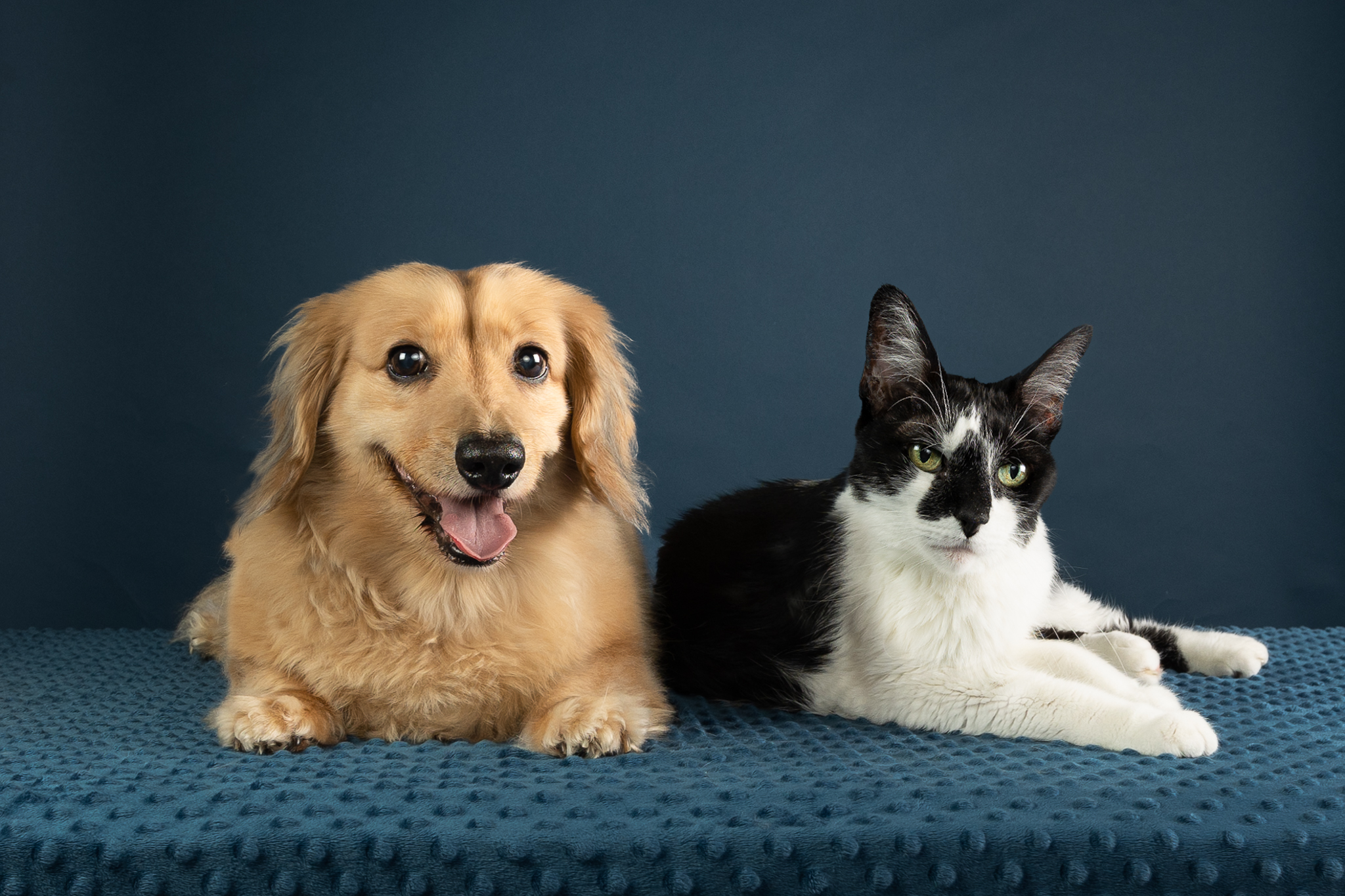 A brown dog and a black and white cat lay together on a blue floor with a deep blue background.