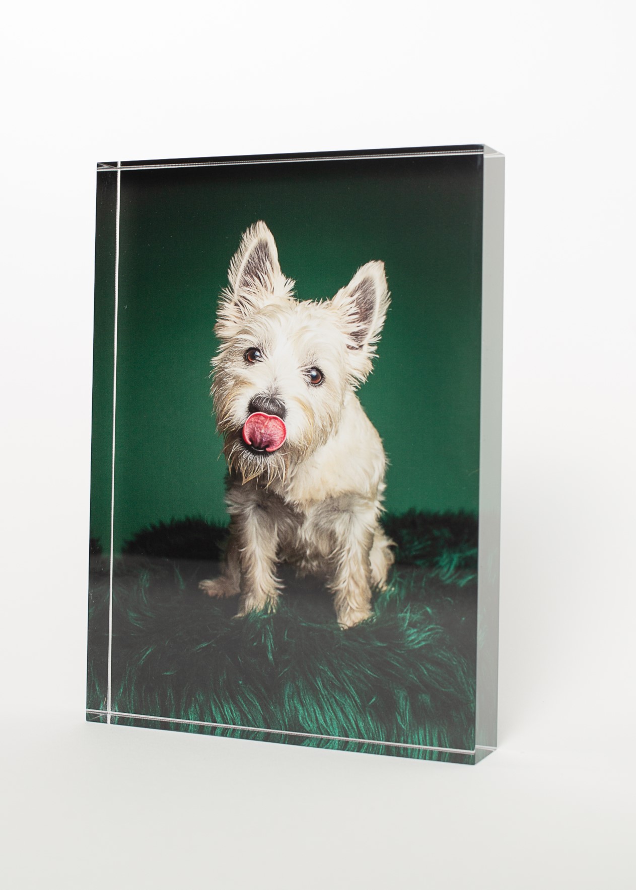 All on a white backdrop, a 5"x7" acrylic block shows a white dog sitting on a green background. Her pink tongue is licking her black nose.