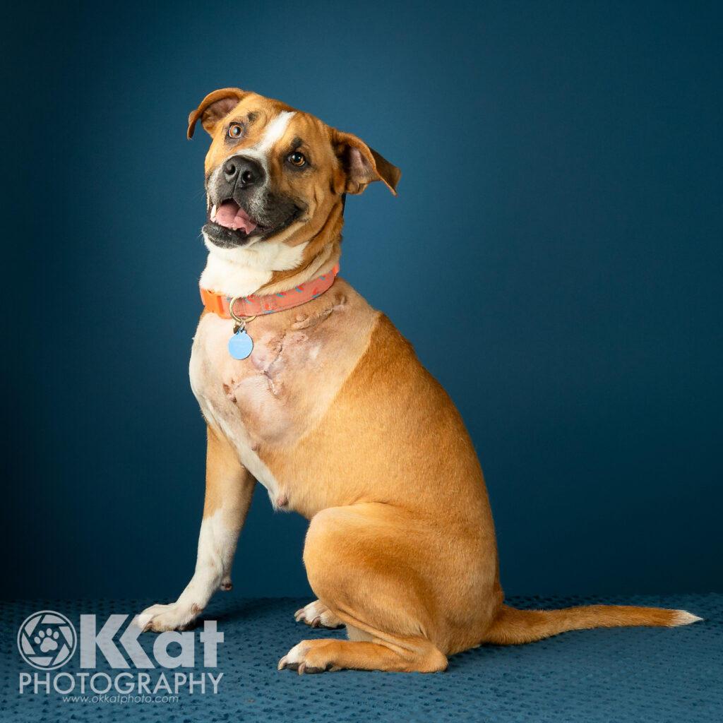 A cheerful three-legged dog sits facing the viewer's left.  His right front let is missing and the surgery scar is still visible.