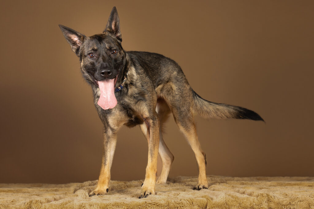 A dark German Shepherd stands with tongue hanging out of his mouth on a light brown rug against a darker brown background.