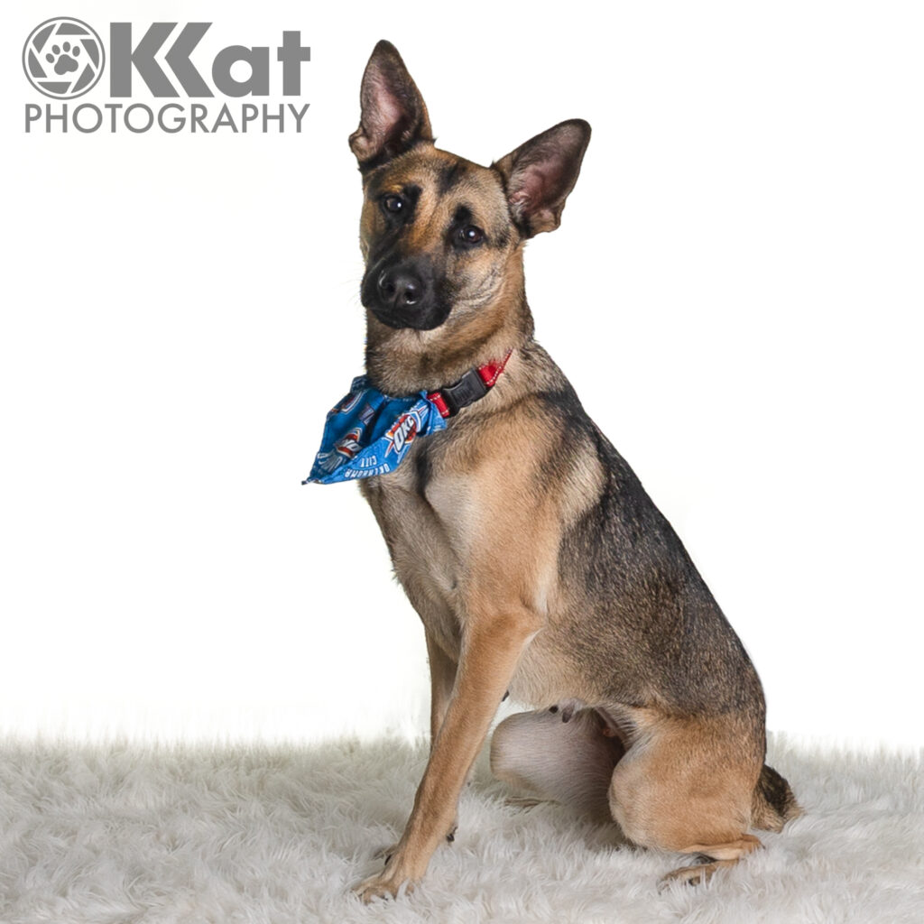 A German Shepherd dog sits on a white fluffy carpet, turned toward the viewer's left.  She is wearing an OKC Thunder scarf.