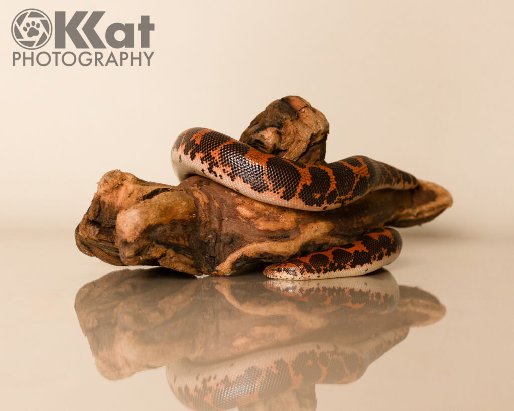 A black, orange, and cream mottled sand boa is curled around a knotted piece of wood, and shown on a cream background. 