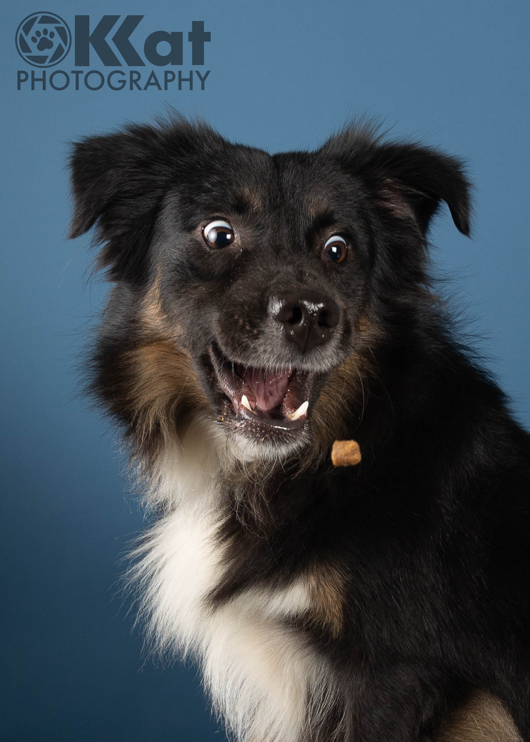 A black and white dog facing our left, with head turned to the right.  His mouth is partly open and his eyes are wide.  He's staring in the general direction of a treat that's hovering in the air in front of him.