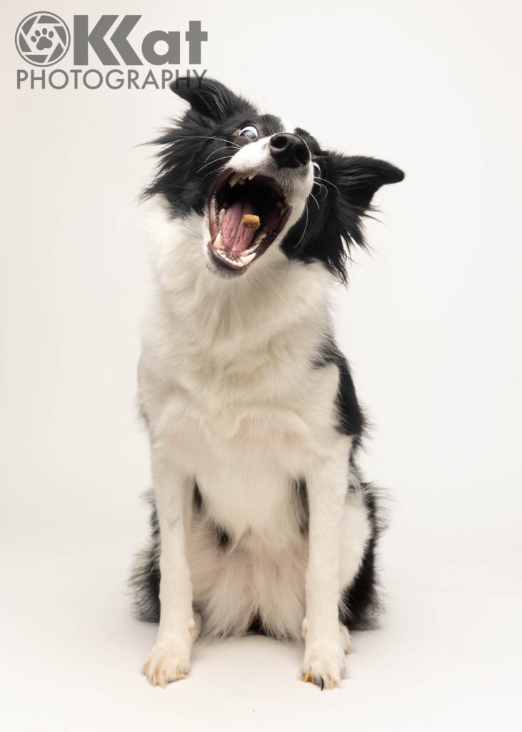 A black a white dog with fluffy black ears sits facing the viewer.  Her mouth is open and a brown dog treat appears to sit in her open mouth.