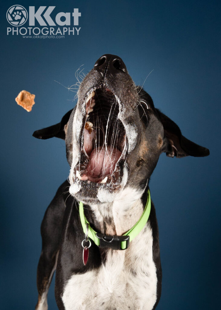 A black and white dog wearing a green collar has his mouth open wide with lots of saliva strings visible.  A brown treat appears to be flying toward his waiting mouth.