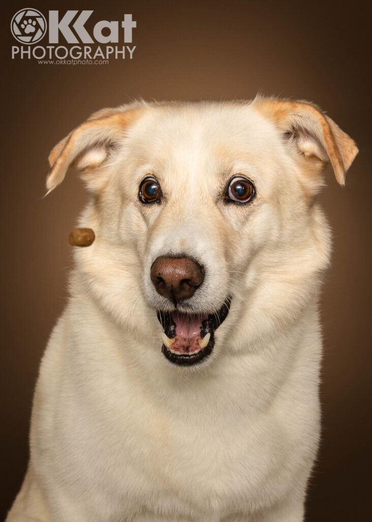 A white dog sits on a brown background.  His eyes are bright and his mouth partly open.  A brown dog treat can be seen coming at him from the left.