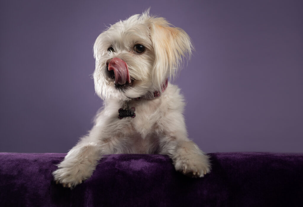 A white dog is laying on a deep purple velvet, against a lighter purple backdrop.  The dog has her head turned to the left and her tongue is out and up, almost covering her pink nose.