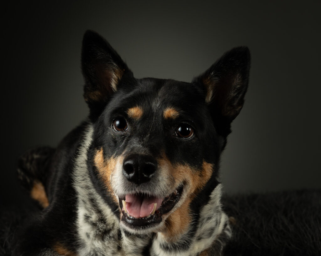 A tri-colored cattle dog is shown lying down, facing the viewer, on a black fluffy blanket against a deep grey background.  The dog is smiling and looking just to the viewers left.