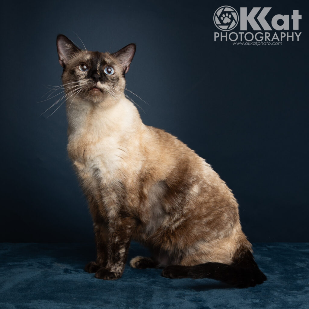 A beautiful blue-eyed siamese cat sits regally on a dark blue background.