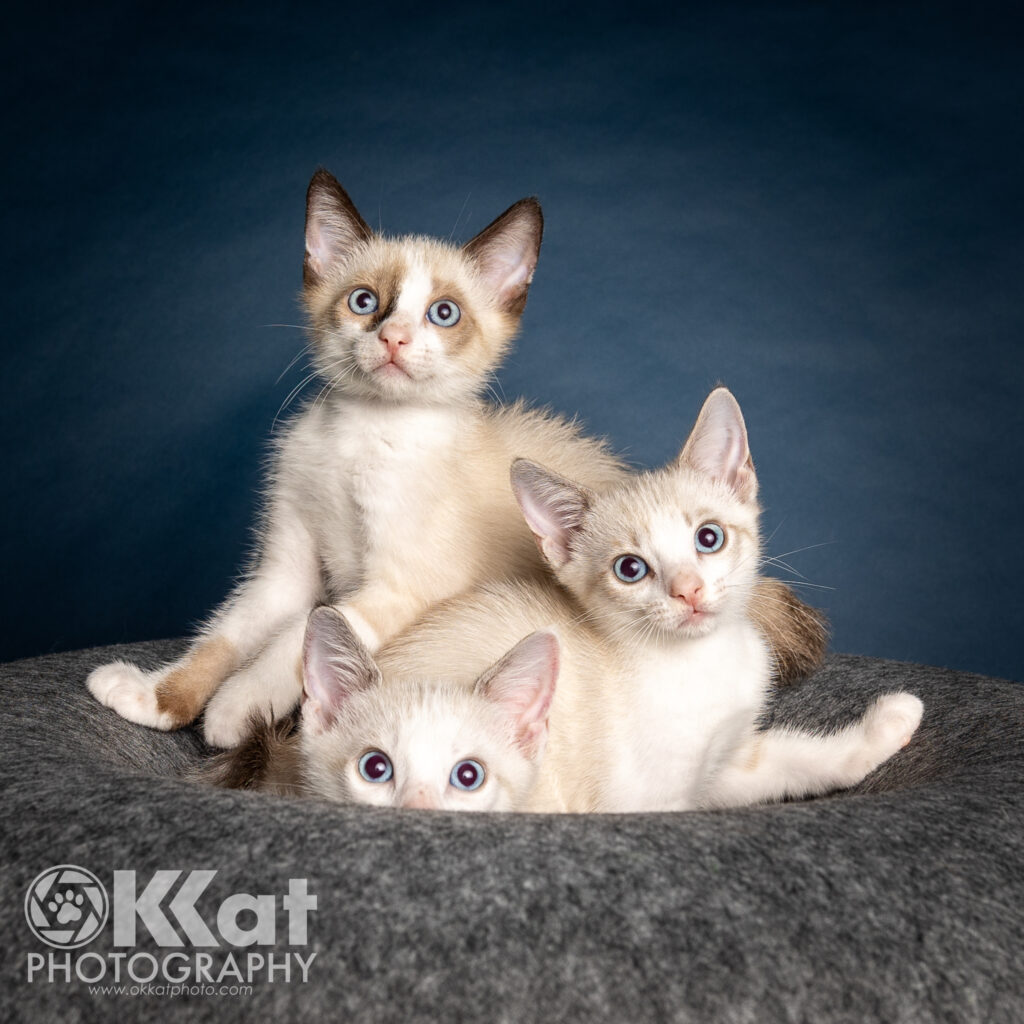 Three Siamese mix kittens sit together in a grey depression against a deep blue background.