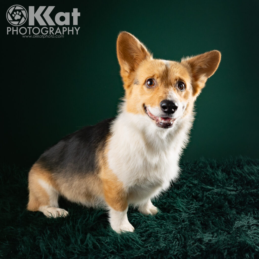 A tri-color corgi sits angled and facing the right, but looking at the viewer. She sits on a deep green fluffy blanket against a deep green background.