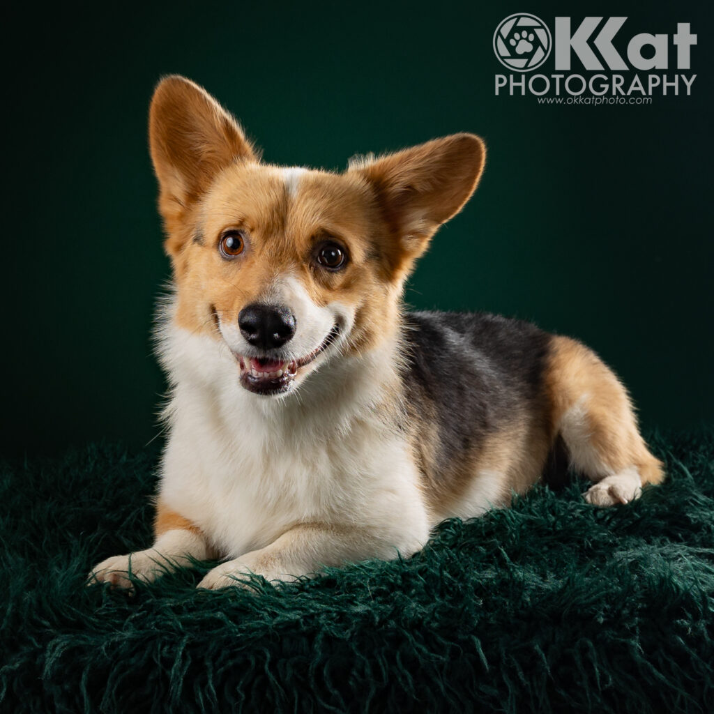 A tri-color corgi lays angled and facing the left, but looking at the viewer. She lays on a deep green fluffy blanket against a deep green background.