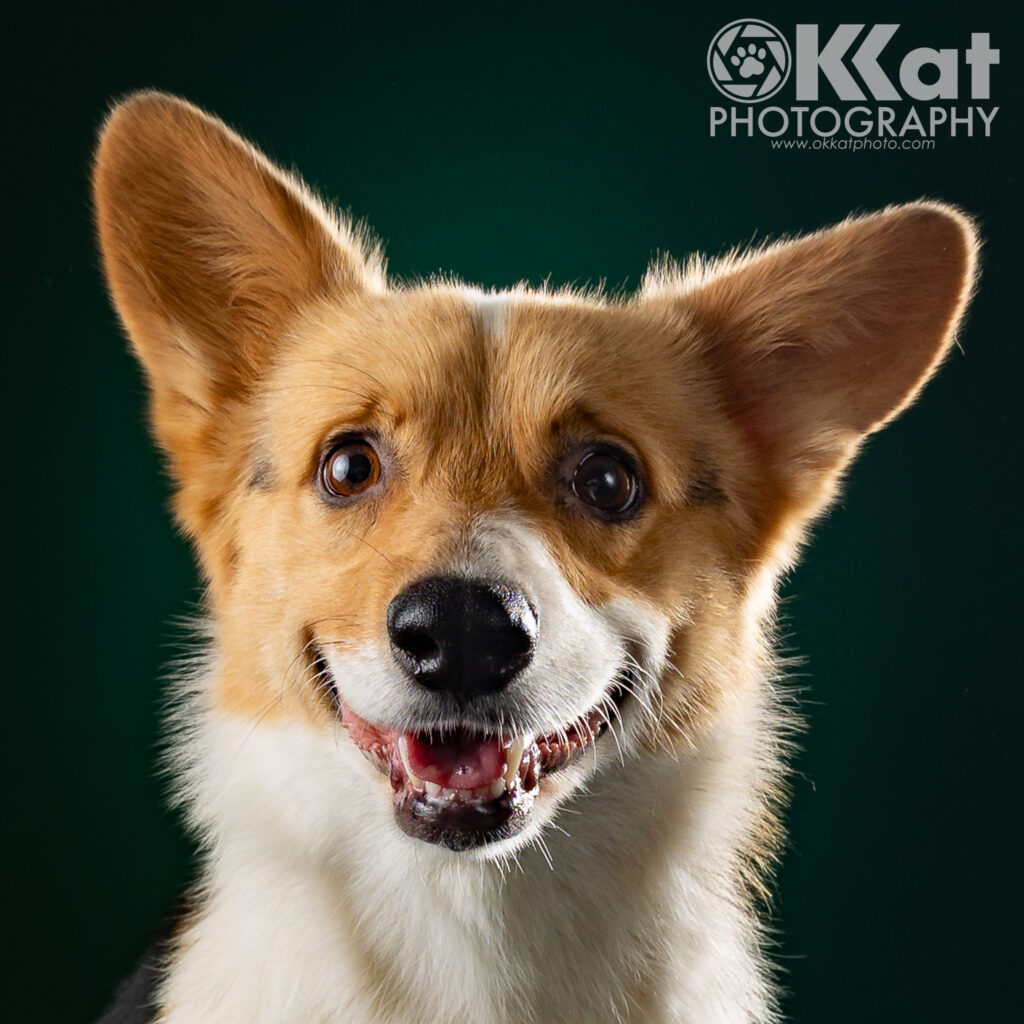 A corgi with a red and white face looks directly at the viewer, visible from the neck up. She is in front of a deep green background.