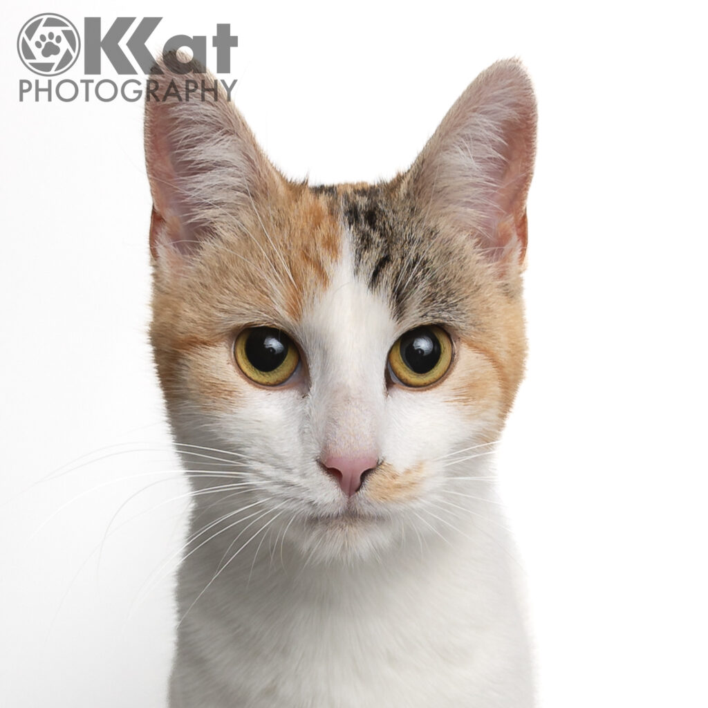 Glinda is a very pretty calico domestic shorthair cat with beautiful markings. Visible with only head and neck, she is looking directly at the viewer against a crisp white background.