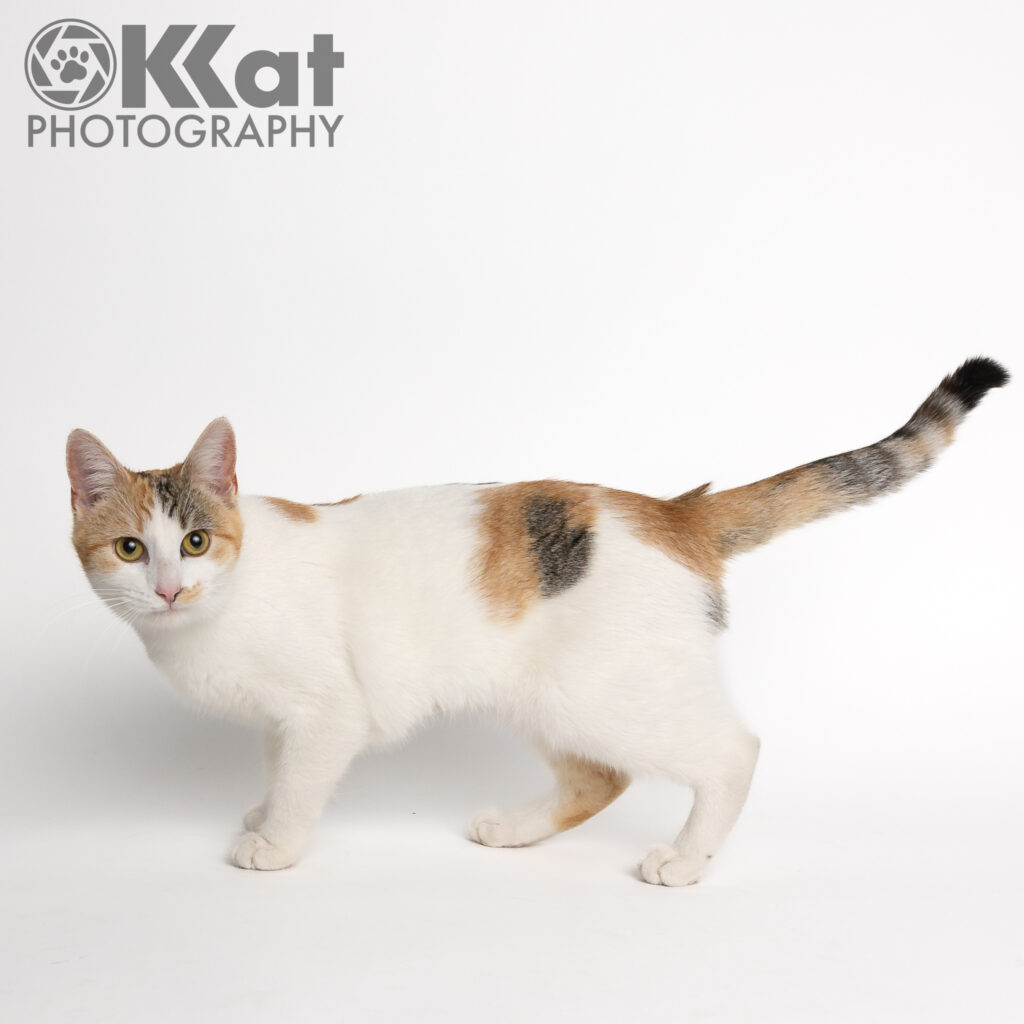 Glinda is a pretty calico domestic shorthair cat with beautiful tabby markings. She is in a standing in profile facing the left, with her head turned to look at the viewer, against a smooth white background.