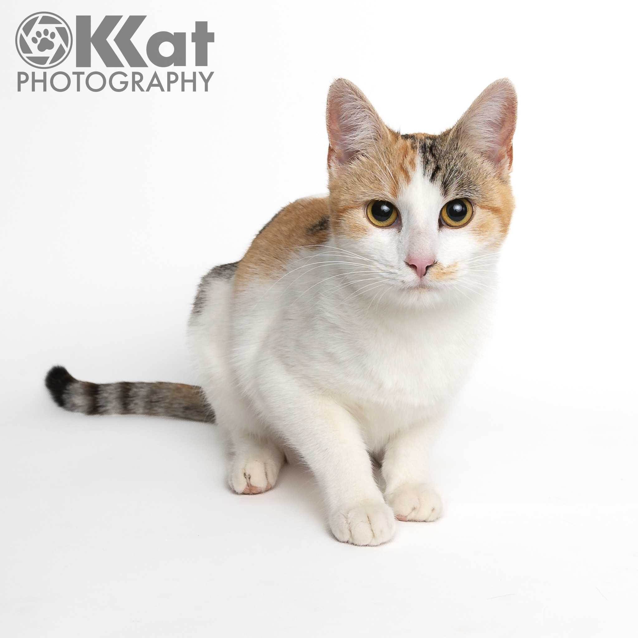 Glinda is a very pretty calico domestic shorthair cat with beautiful markings.  She is in a semi crouch, looking out at the viewer against a smooth white background.