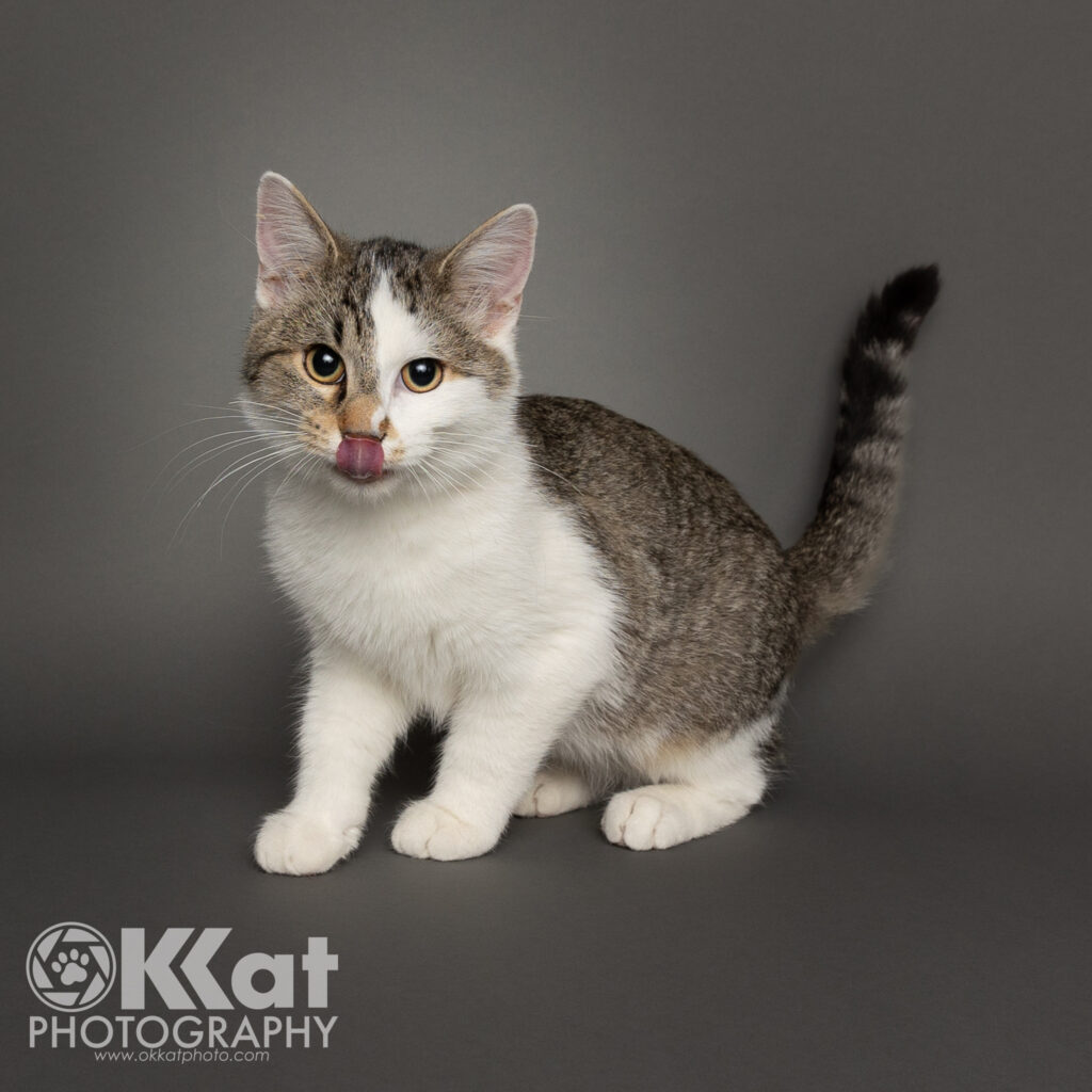 Harvey is a white and grey tabby cat, and is half sitting and angled to one side, on a smooth grey background. His face is almost half white and split down the middle.