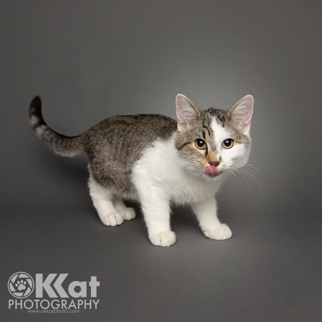 A white and grey tabby cat, is angled to one side, and stands in a near crouch on a smooth grey background.  His face is almost half white and split down the middle.