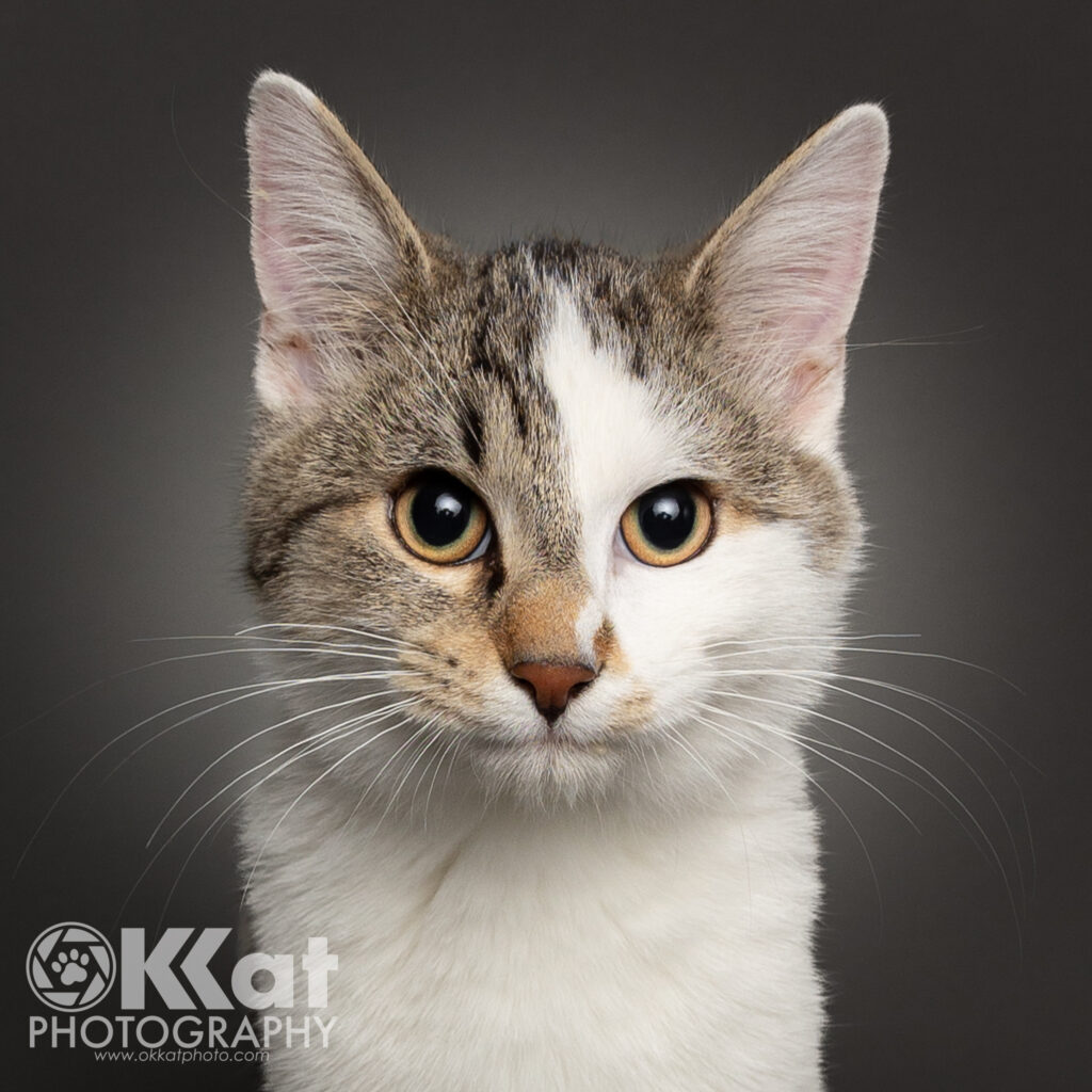 Harvey is a white and grey tabby cat, and faces the viewer straight on.  Only his head and neck are visible.  His face is almost half white and split down the middle.