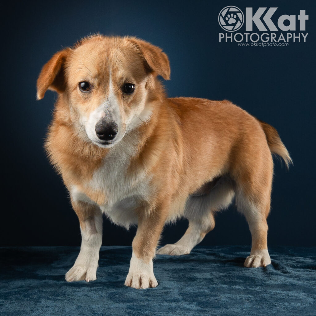 A red and white corgi stands on a blue blanket. She is angled a bit to the viewers left. Unlike most corgis, her ears do not stand up, but rather are folded down.