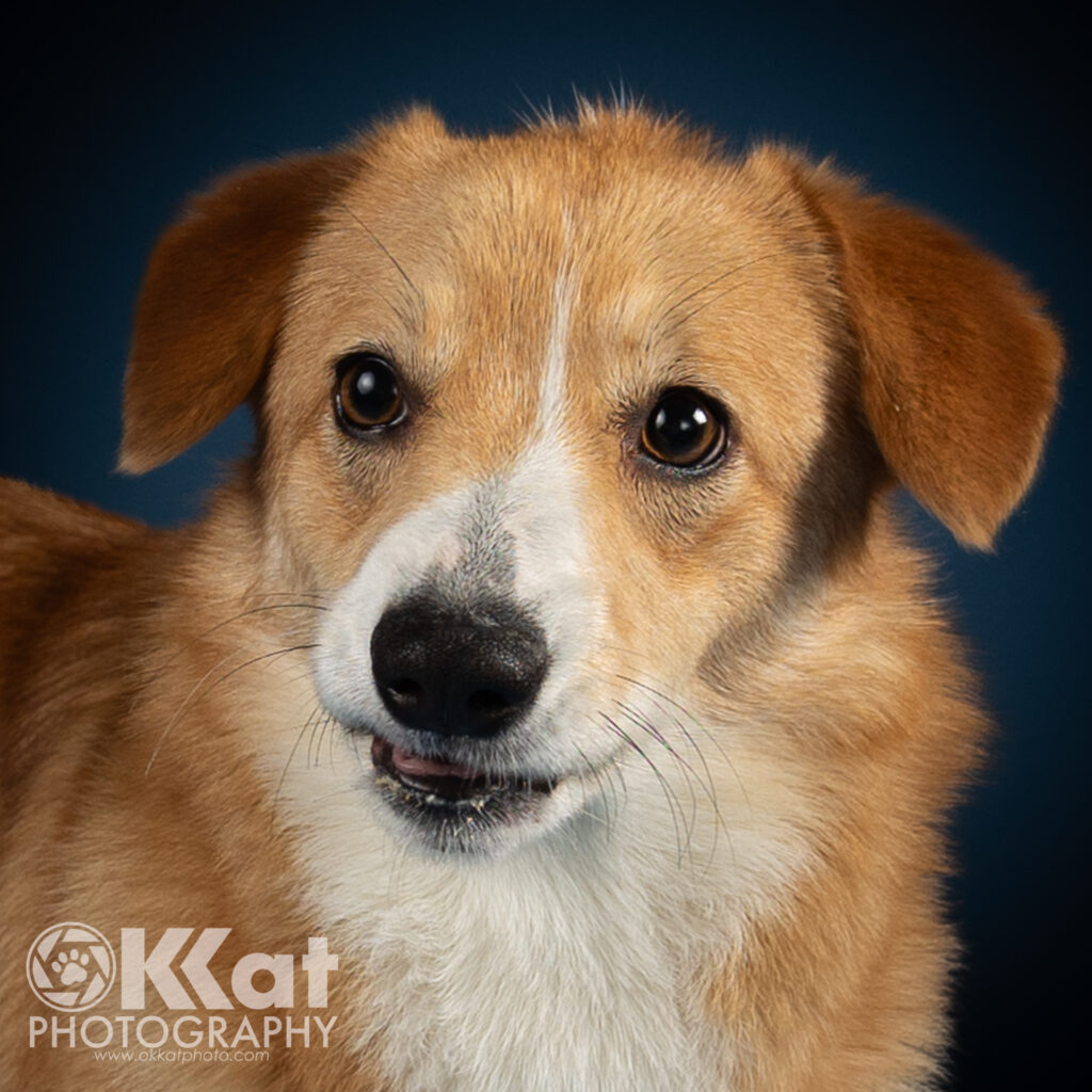 A headshot of a red and white corgi looking just to the left of the viewer. Her top lip is raised slightly, and her little teefers are barely visible.