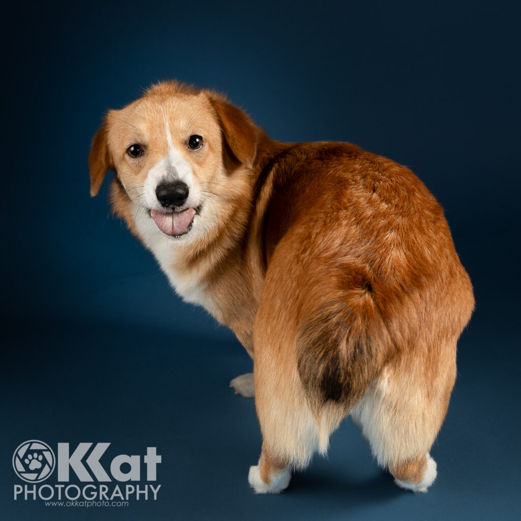 A red and white corgi has her back to the viewer, but she's looking over her left shoulder back at us. She's standing on a smooth deep blue back ground.