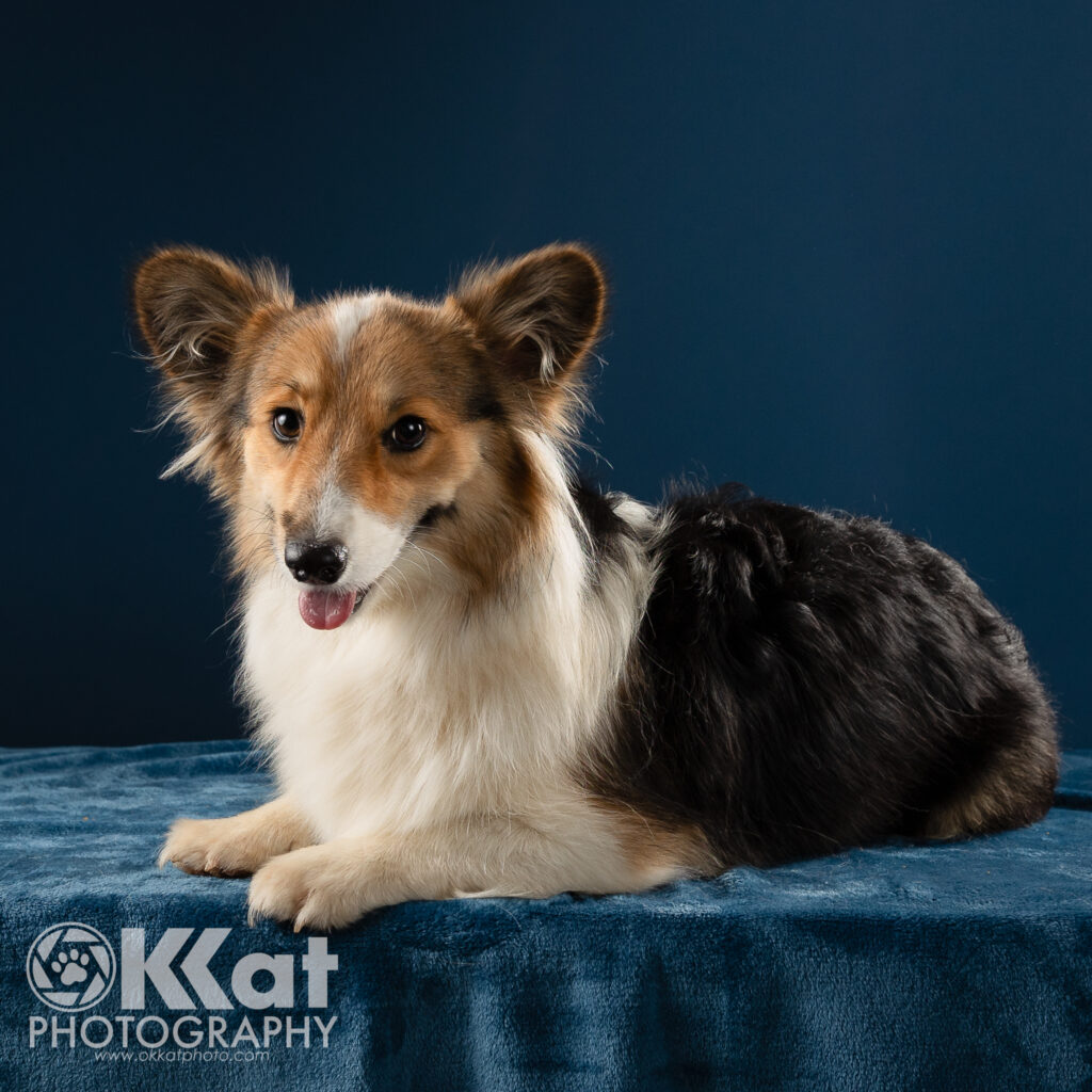 A tri-color corgi is laying on a velvety blue blanket, angled to the viewers left with her head turned slightly to the right to look directly at us. She is set against a deep blue background.