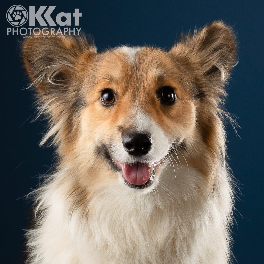 A headshot of a fluffy tri color corgi. Her ears are neatly rounded, and her mouth is open in what looks like a wide smile.