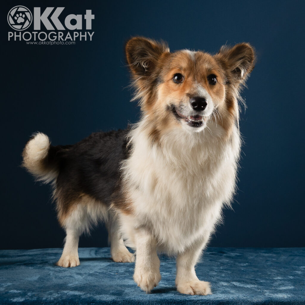 A tri-color corgi stands angled to the viewer's right and looking at the viewer. Her left front paw is slightly raised, and her white tipped tail is visible on our left. She is standing on a blue velvety looking blanket against a deep blue backdrop.