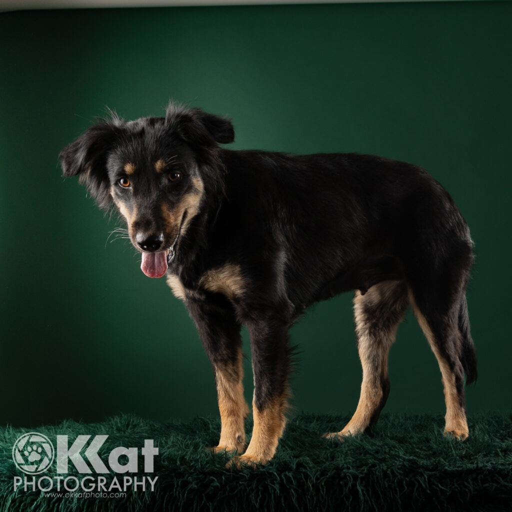 A black and tan dog stands angled to the left. She is standing on a fluffy deep green blanket against a deep green background.