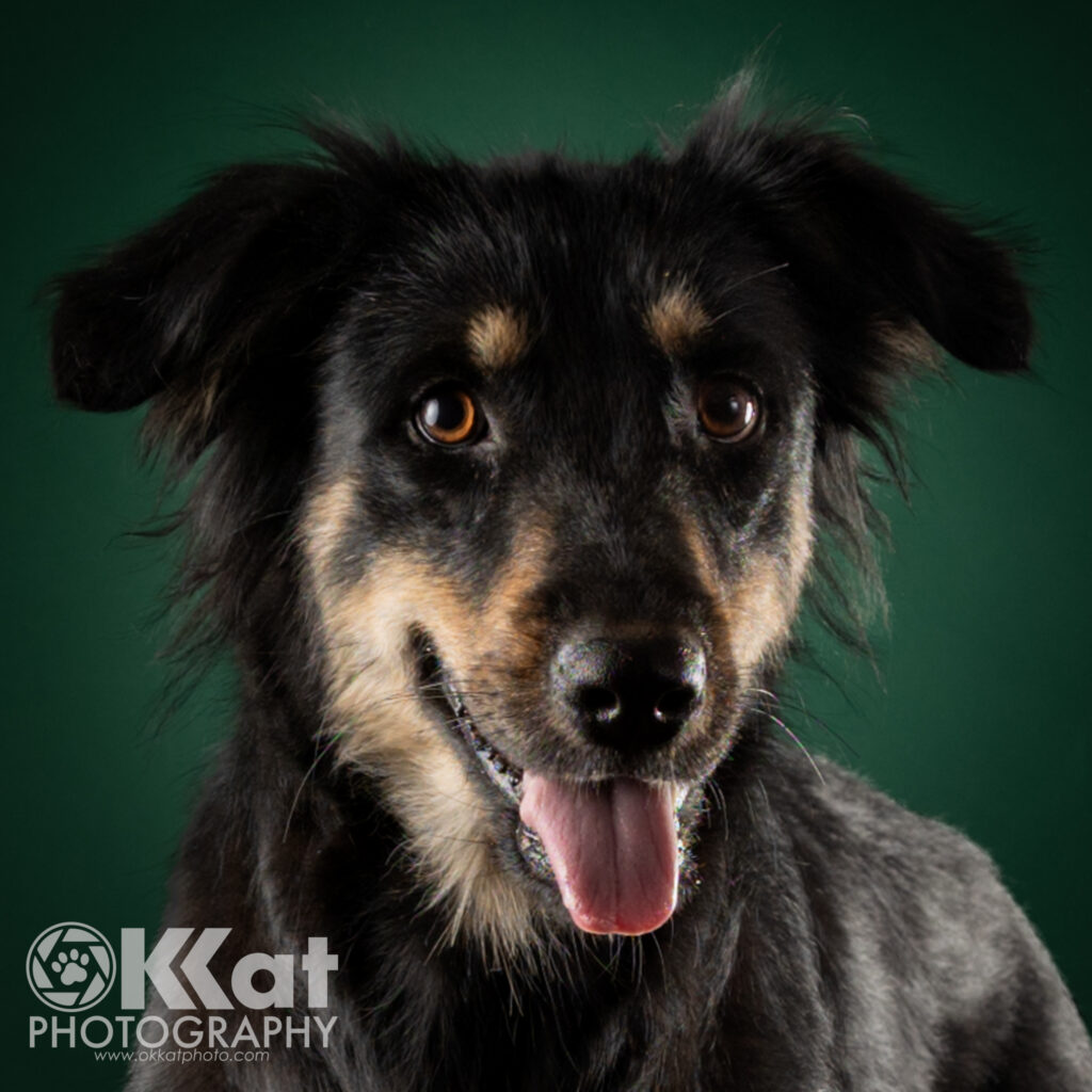 A fluffy black and tan faced dog looks directly at the viewer in a headshot with a deep green background. Her tongue hands out slightly, in what looks like a smile.