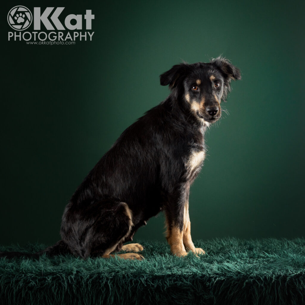 A black and tan dog sits in profile toward the right with her head turned to face the viewer. She is sitting on a fluffy deep green blanket against a deep green background.