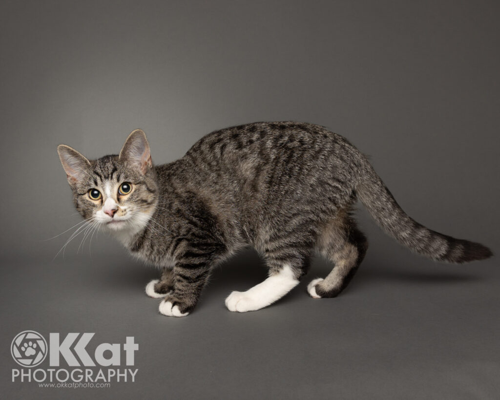 SJ is a grey tabby and white cat with a white stripe down his nose, a white ruff at his neck, and white tipped paws and one all white rear paw. He is headed to the left of the viewer, but looking straight at us, and in a semi crouch on a smooth grey background.