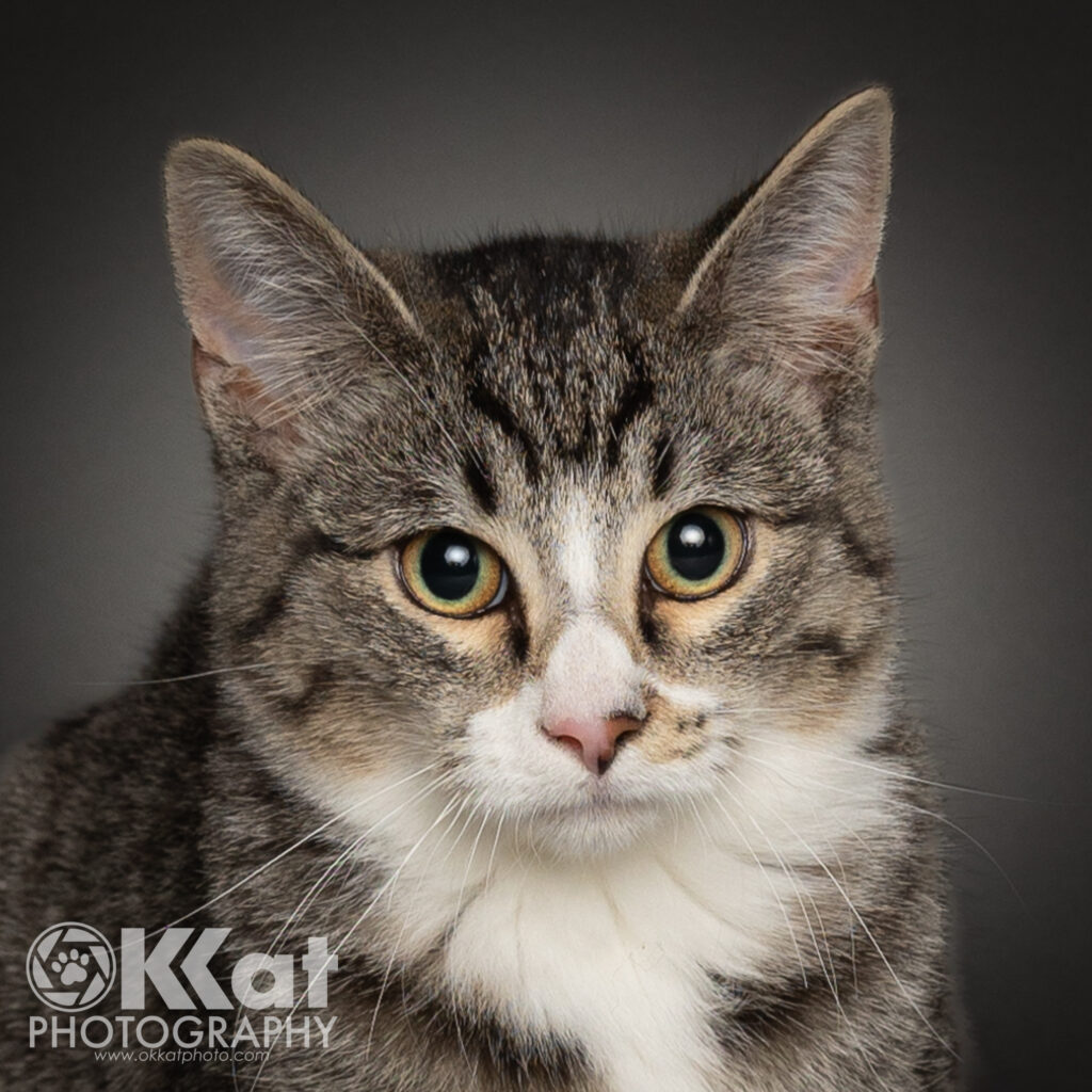 SJ is a grey tabby and white cat with a white stripe down his nose, a white ruff at his neck.  He is facing a bit to the left looking straight at the viewer. 
 His eyes are golden with a thin green edge.