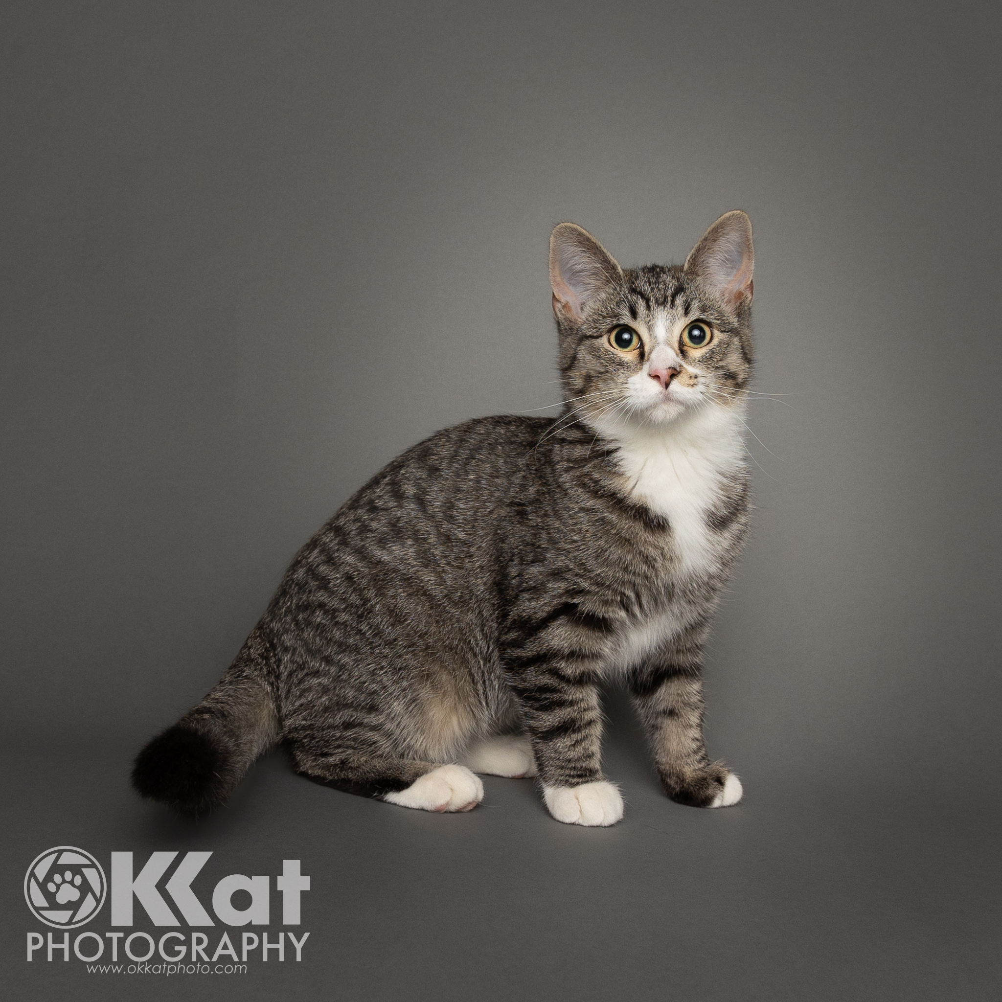 SJ is a grey tabby and white cat with a white stripe down his nose, a white ruff at his neck, and white tipped paws.  He is sitting on a smooth grey background facing the viewers right and looking up a bit.