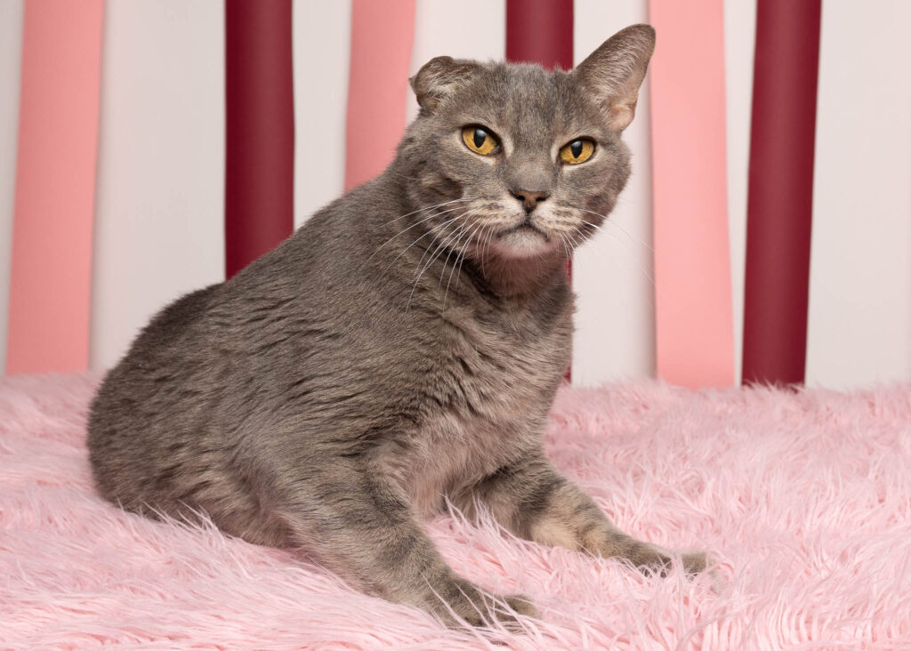 A grey cat with a smooshed right ear and yellow eyes sits on a pink fluffy blanket. Behind him is a white, red, and pink striped background. This is a sample of a shared experience Valentine's pet portrait session.