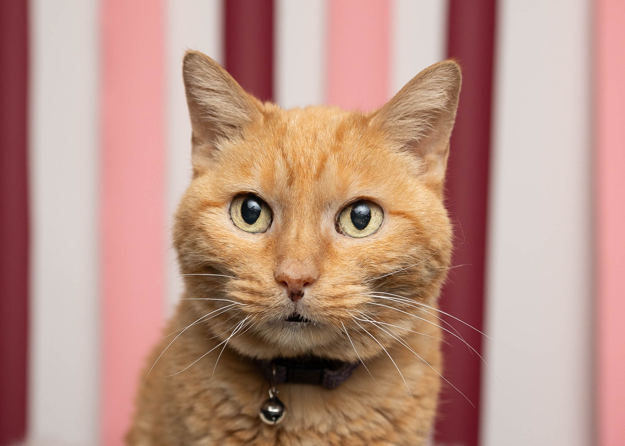 A yellow cat with pale yellow stares just past the viewer to the left. Behind her is a white, red, and pink striped background.