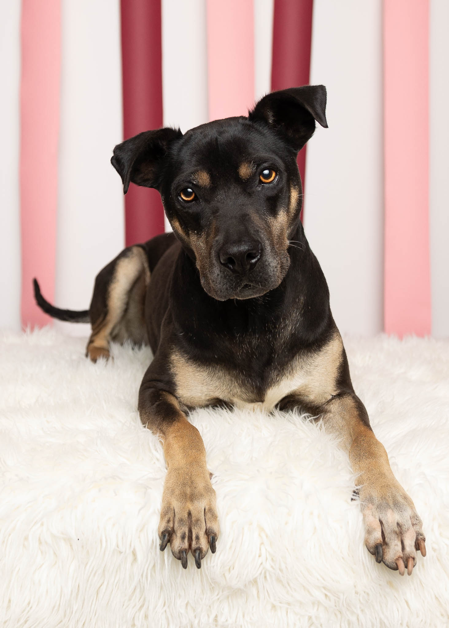 A black faced dog with brown and white paws lays on a white fluffy blanket. Behind her is a white, red, and pink striped background.