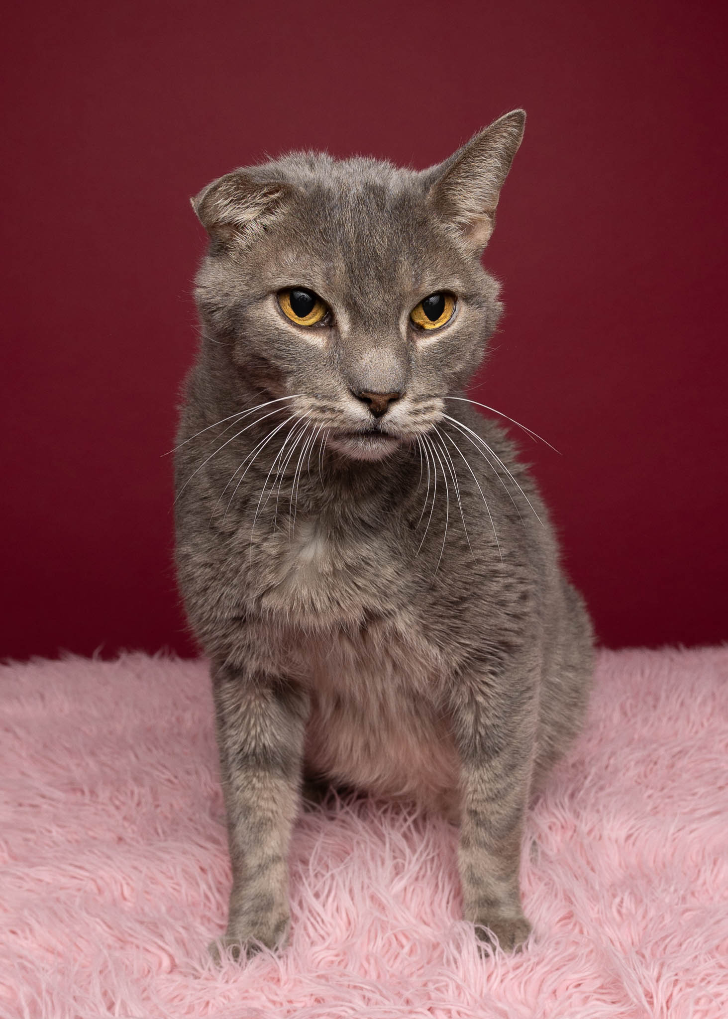 A grey cat with a smooshed right ear and yellow eyes sits on a pink fluffy blanket. Behind him is a deep crimson background.